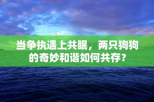 当争执遇上共眠，两只狗狗的奇妙和谐如何共存？