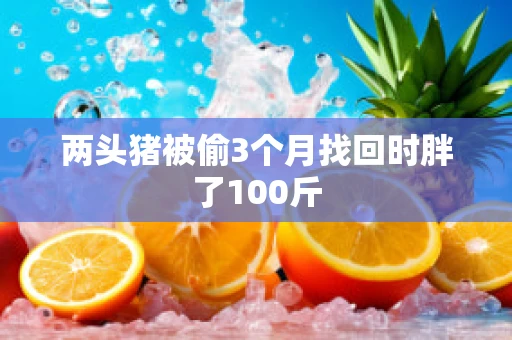 两头猪被偷3个月找回时胖了100斤